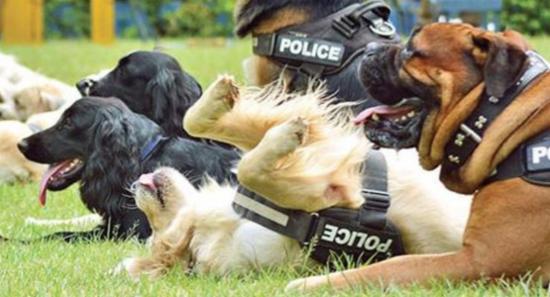 Police To Deploy K9 Units for School Drug Raids
